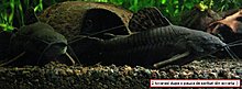 aquamonk_6072.jpg