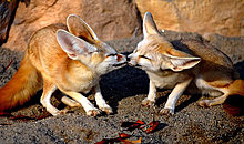 kissingfoxs.jpg