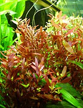 rotala_rotundifolia.jpg