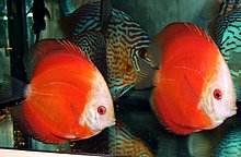 discus_white_face_red_marlboro.jpg