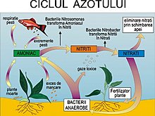 ciclul_azotului.jpg