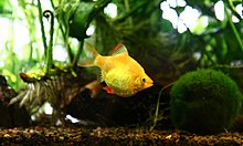 aquamonk_img_0788.jpg