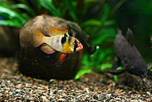aquamonk_img_0861.jpg
