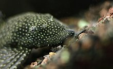 aquamonk_img_1559.jpg