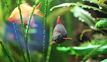 aquamonk_img_6726.jpg