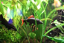 aquamonk_img_6731.jpg