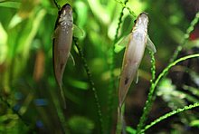 aquamonk_img_6735.jpg