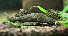 aquamonk_img_6752.jpg