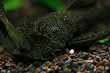 aquamonk_img_6804.jpg