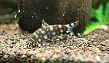 aquamonk_img_6761.jpg