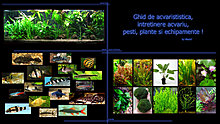 ghid_de_acvaristica_intretinere_acvariu_pesti_plante_si_echipamente.jpg