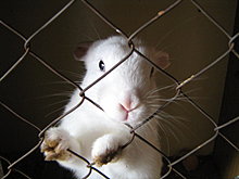 leo-2-.jpg