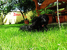 zeus.jpg
