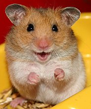 hamster_funny_2.jpg