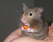 hamster_funny_5.jpg