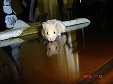 dsc00062.jpg