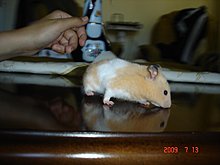 dsc00061.jpg