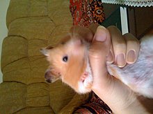 img_0239.jpg