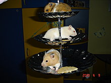 dsc00235.jpg