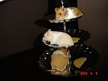 dsc00238.jpg