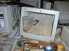 monitor_pt_hamsteri_1212088185.jpg