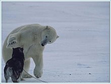 bear_friend_part_02.jpg