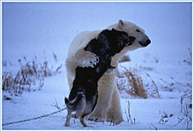 bear_friend_part_03.jpg