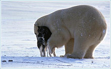 bear_friend_part_05.jpg
