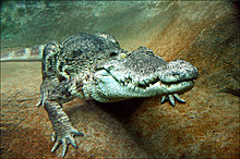 aligator-animal-photography.jpg