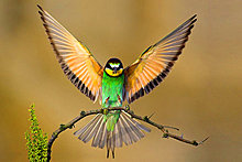 animal-photography-beautiful-birds.jpg