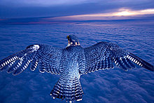 animal-photography-bird-flying.jpg