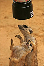 animal-photography-collection.jpg