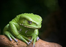animal-photography-frog.jpg