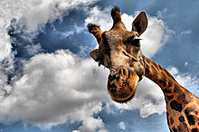animal-photography-giraffe.jpg