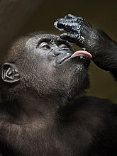 animal-photography-gorilla.jpg