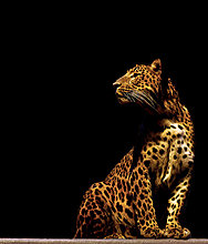 animal-photography-leopard.jpg