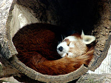 animal-photography-red-fox.jpg
