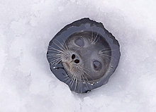 animal-photography-seal.jpg