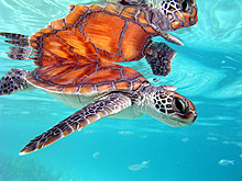 animal-photography-turtle.jpg