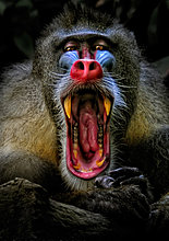 animal-photography-yawn.jpg