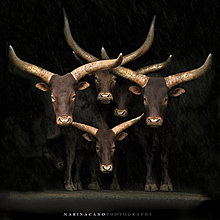 annimal-photography-bull.jpg