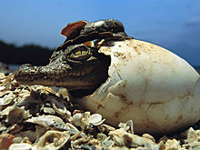 baby-american-crocodile.jpg