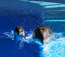 dolphine-animal-photography.jpg