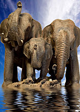 elephant-wildlife-photography.jpg