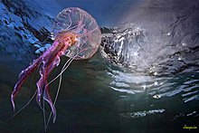 jellyfish-animal-photography.jpg