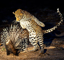 leopard-porcupine-animal-photography.jpg