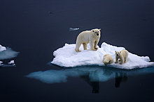 polar-bears-animal-photography.jpg