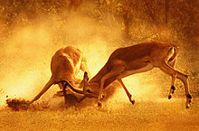 stag-fight-animal-photography.jpg