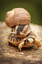 turtle-snail-animal-photography.jpg