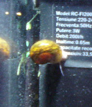 melc-1.jpg